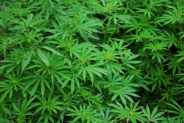 čerstvá marihuana