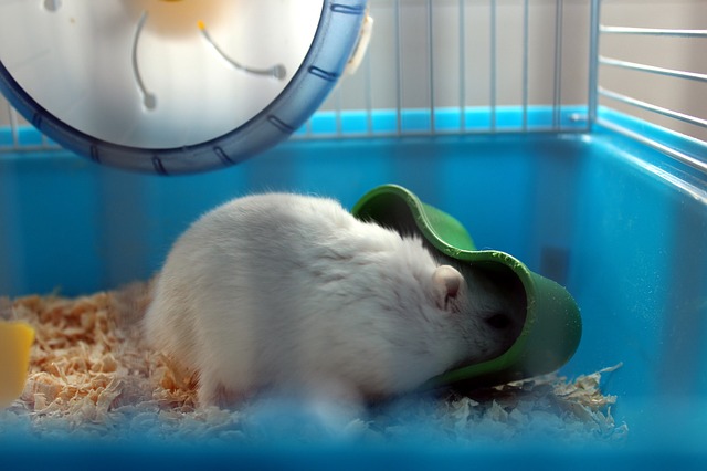 křeček u misky