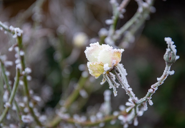 keř s květinou v mrazu